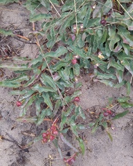 Euphorbia tuberosa