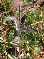 Castilleja peirsonii