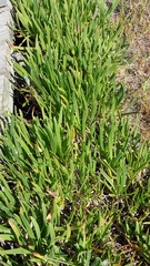 Plantago carnosa