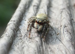 Carrhotus xanthogramma