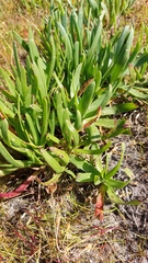 Plantago carnosa
