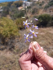 Cyanella hyacinthoides