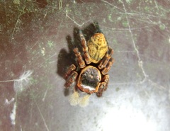Carrhotus xanthogramma