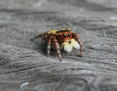 Carrhotus xanthogramma