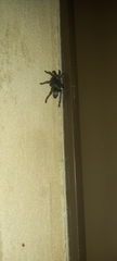 Harpactira