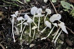Hemimycena cucullata