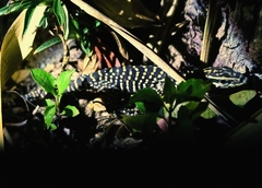 Varanus bengalensis irrawadicus