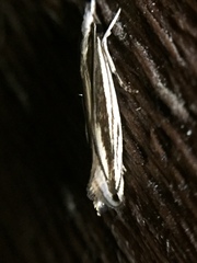 Erechthias stilbella