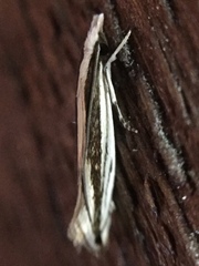 Erechthias stilbella