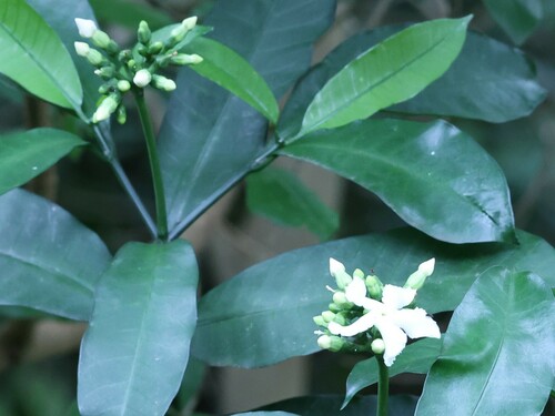 Image of Tabernaemontana ventricosa by (c) Mark Liptrot, some rights reserved (CC BY-SA)