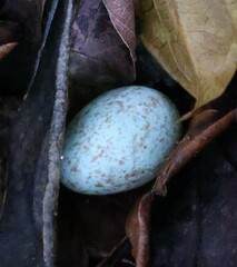 Turdus olivaceus olivaceus