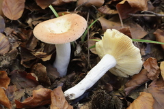 Russula decipiens