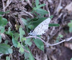 Leptotes pirithous