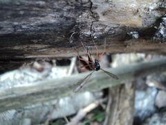 Tanyptera atrata