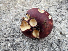 Russula viscida