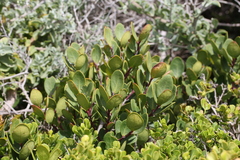 Euclea racemosa