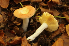 Russula decipiens