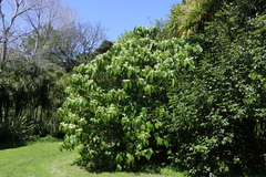 Entelea arborescens
