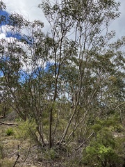 Eucalyptus burgessiana