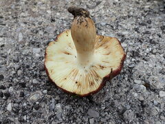 Russula viscida