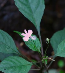 Impatiens hochstetteri