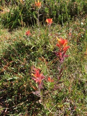 Castilleja peirsonii