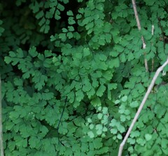 Adiantum capillus-veneris