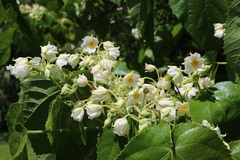 Entelea arborescens