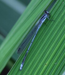 Pseudagrion kersteni
