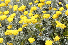 Helichrysum dasyanthum