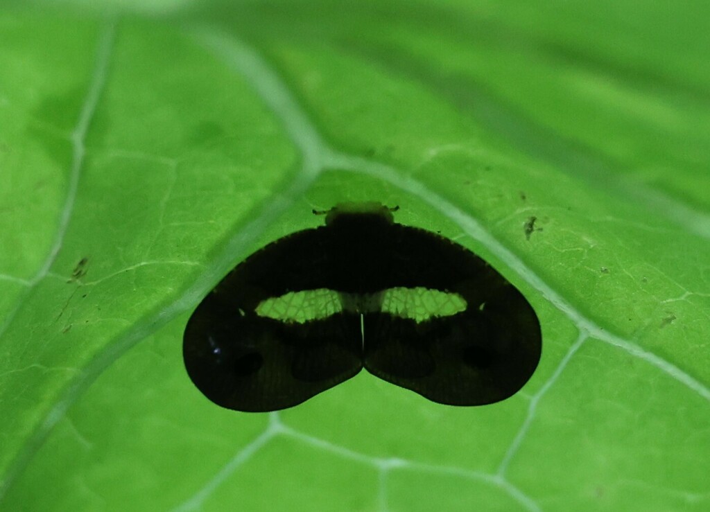 Onebanded Mulvia