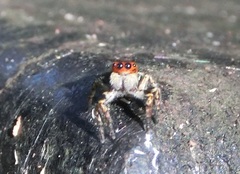 Carrhotus sannio