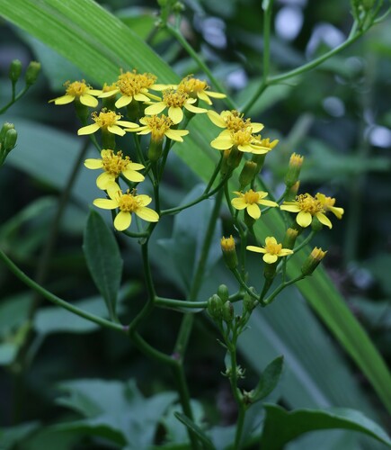 Senecio tamoides