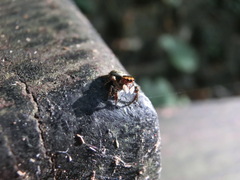 Carrhotus sannio