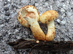 Pholiota cerifera