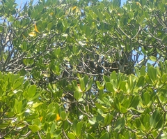 Pteropus conspicillatus