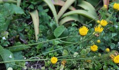 Berkheya setifera