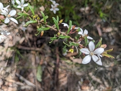 Philotheca hispidula