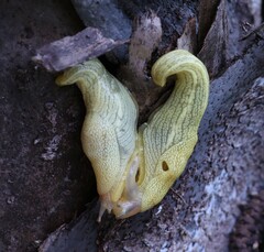 Elisolimax flavescens