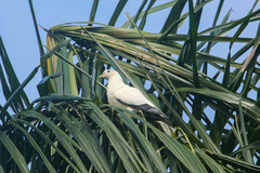 Ducula spilorrhoa