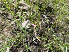 Caladenia atrovespa