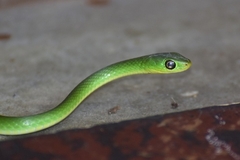 Philothamnus hoplogaster