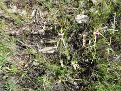 Caladenia atrovespa