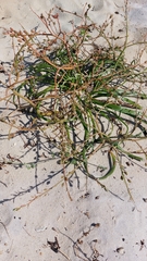 Trachyandra divaricata