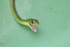 Philothamnus hoplogaster