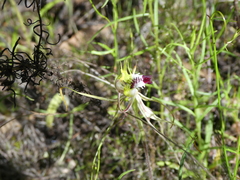 Caladenia atrovespa