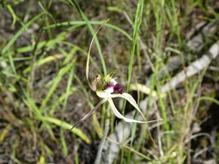 Caladenia atrovespa