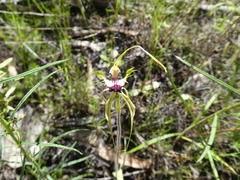 Caladenia atrovespa
