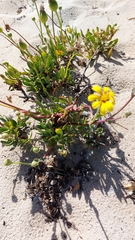 Othonna coronopifolia