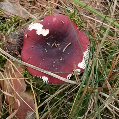 Russula sanguinea